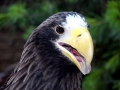 Steller's Sea Eagle