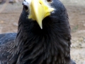 Steller's Sea Eagle