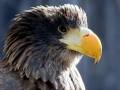 Steller's Sea Eagle