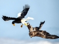 Steller's Sea Eagle