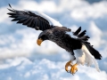 Steller's Sea Eagle