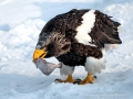 Steller's Sea Eagle