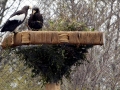 Steller's Sea Eagle