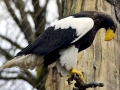 Steller's Sea Eagle