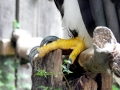 Steller's Sea Eagle