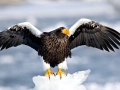 Steller's Sea Eagle
