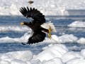 Steller's Sea Eagle