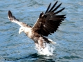 Steller's Sea Eagle