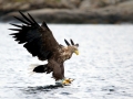 Steller's Sea Eagle