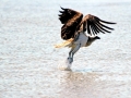 Steller's Sea Eagle