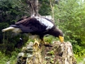 Steller's Sea Eagle