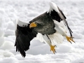 Steller's Sea Eagle