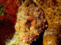 Stonefish