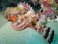 Stonefish