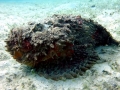 Stonefish