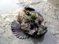 Stonefish