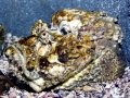 Stonefish