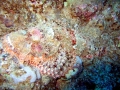 Stonefish