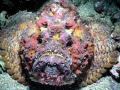 Stonefish