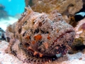 Stonefish