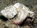 Stonefish