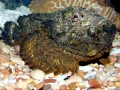 Stonefish