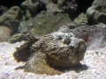 Stonefish