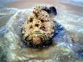 Stonefish