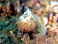 Stonefish
