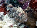 Stonefish