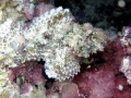 Stonefish