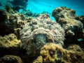 Stonefish