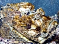 Stonefish