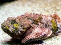 Stonefish