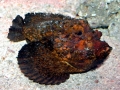 Stonefish