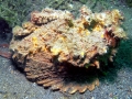 Stonefish
