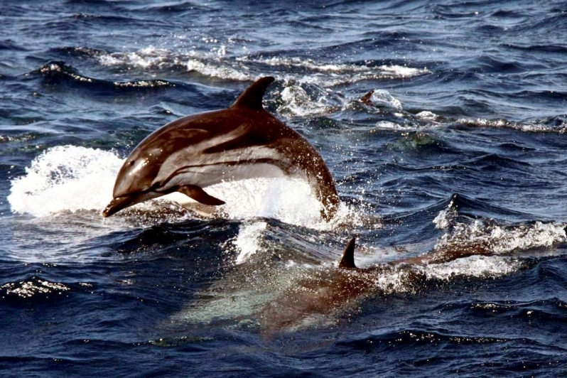 Striped Dolphin