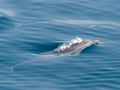 Striped Dolphin