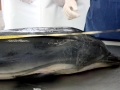 Striped Dolphin