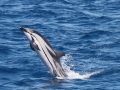 Striped Dolphin