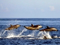 Striped Dolphin