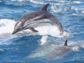 Striped Dolphin