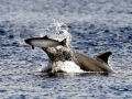Striped Dolphin