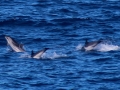 Striped Dolphin