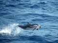 Striped Dolphin