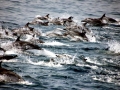 Striped Dolphin