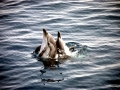 Striped Dolphin