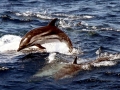 Striped Dolphin
