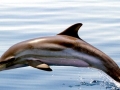Striped Dolphin