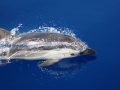 Striped Dolphin